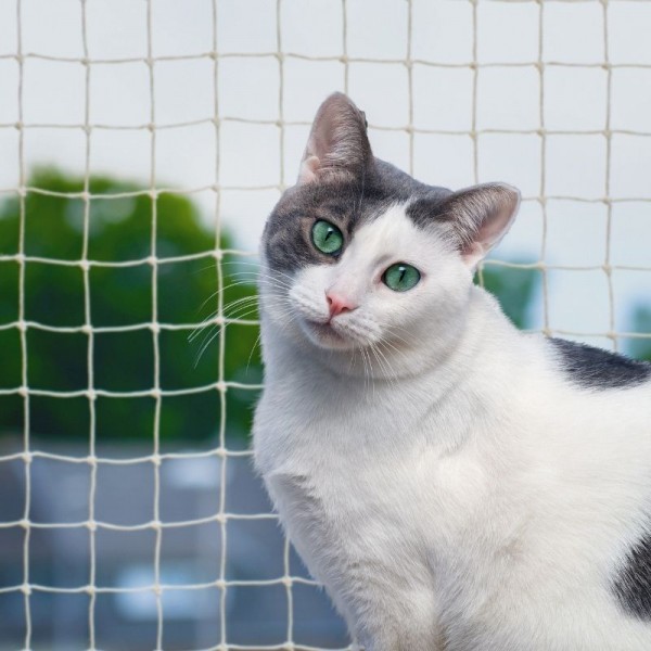 Kayseri Kedi Filesi
