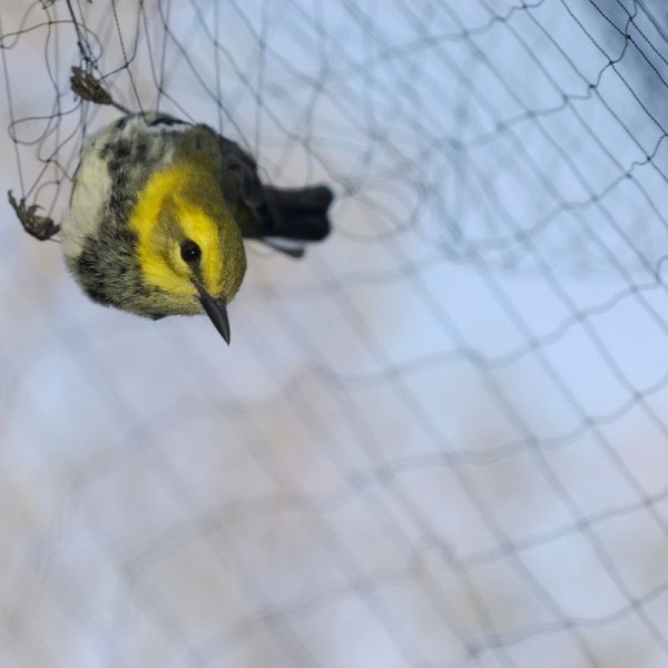 Kayseri Kuş Koruma Filesi