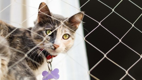 Evcil Hayvan Sahipleri İçin Balkon Güvenliği