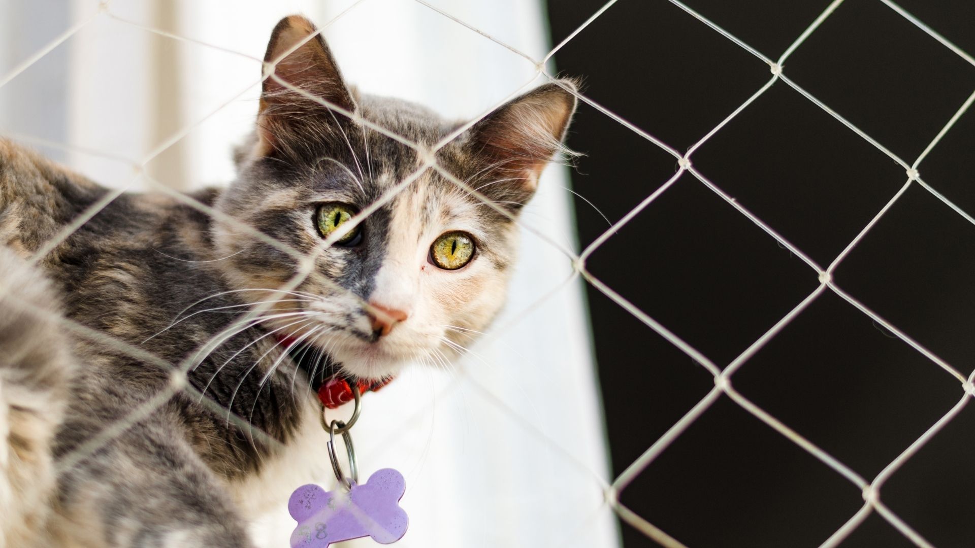  Evcil Hayvan Sahipleri İçin Balkon Güvenliği 